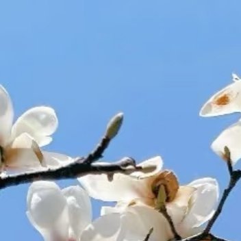 1400兰花种植：1.准备土壤：兰花适宜在排水性好的土壤中生长，可以使用松树皮