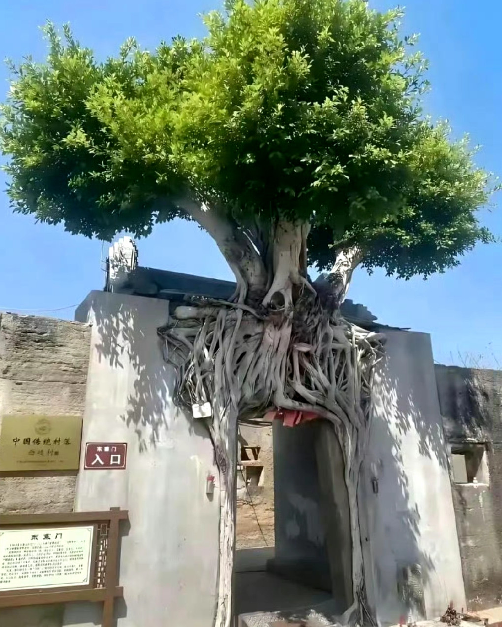 直接把树培养成门了厉害​