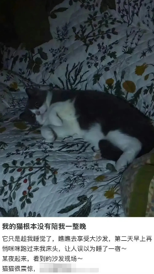 猫有猫的猫生要过