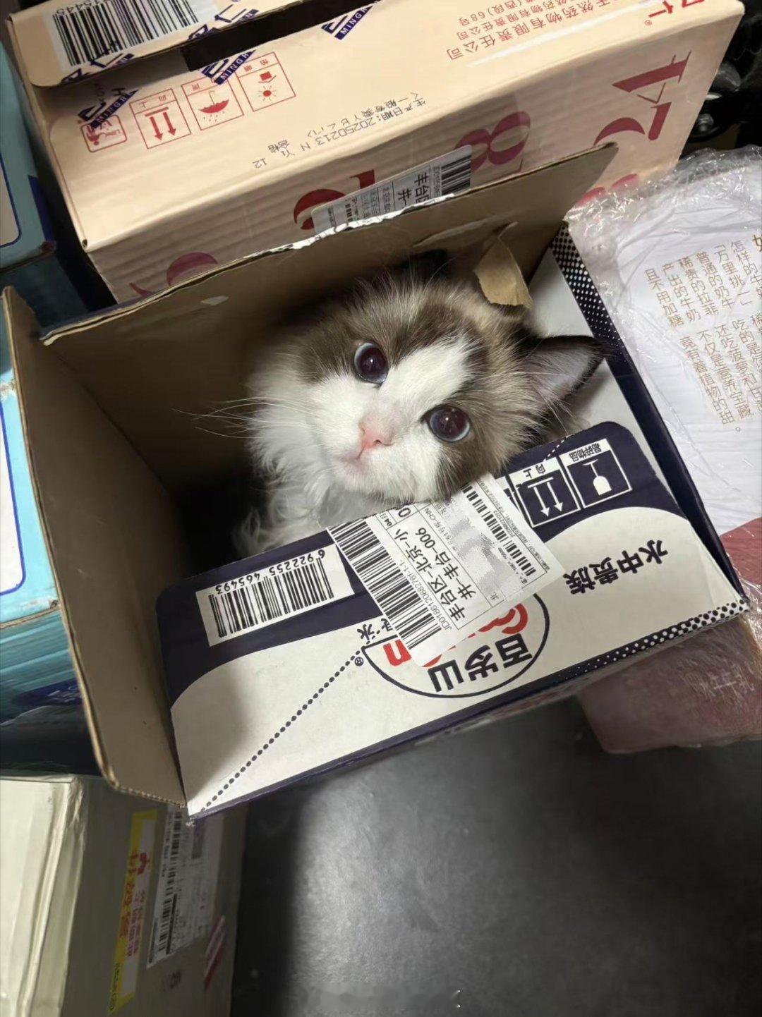 一只在箱子上找吃的但是不小心掉到箱子里的小猫[捂脸哭]猫咪摄影动物奇遇记​​​