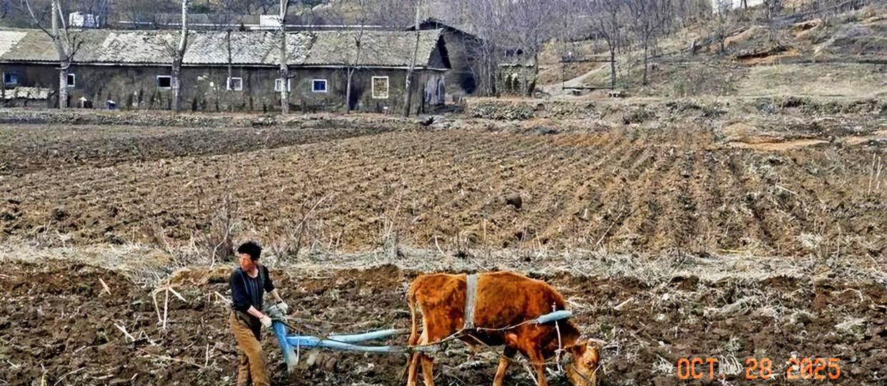 这样一头老黄牛还能耕地吗?它太瘦了哪有力气来耕地呢?难到它连草都吃不到吗?