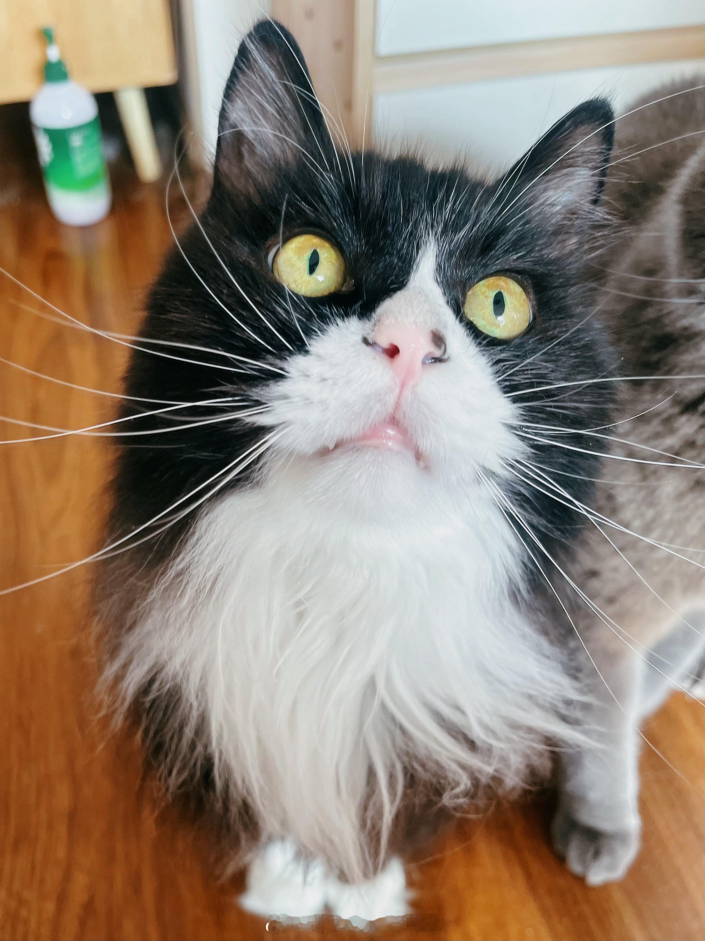 小猫咪就这么昂着小脑袋要零食吃～
