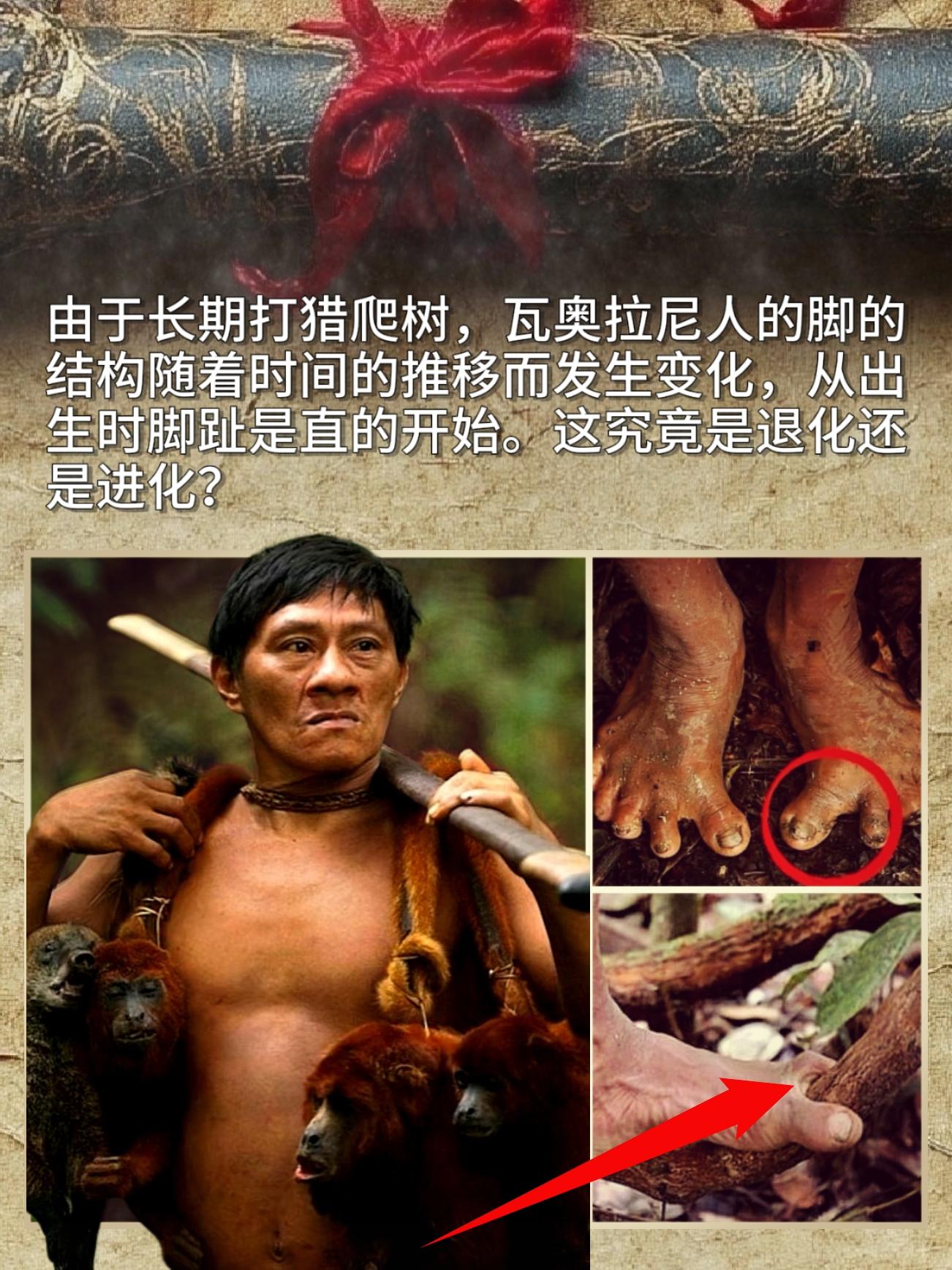 人类也可以退化？于长期打猎爬树，瓦奥拉尼人的脚的结构随着时间的推移而发...