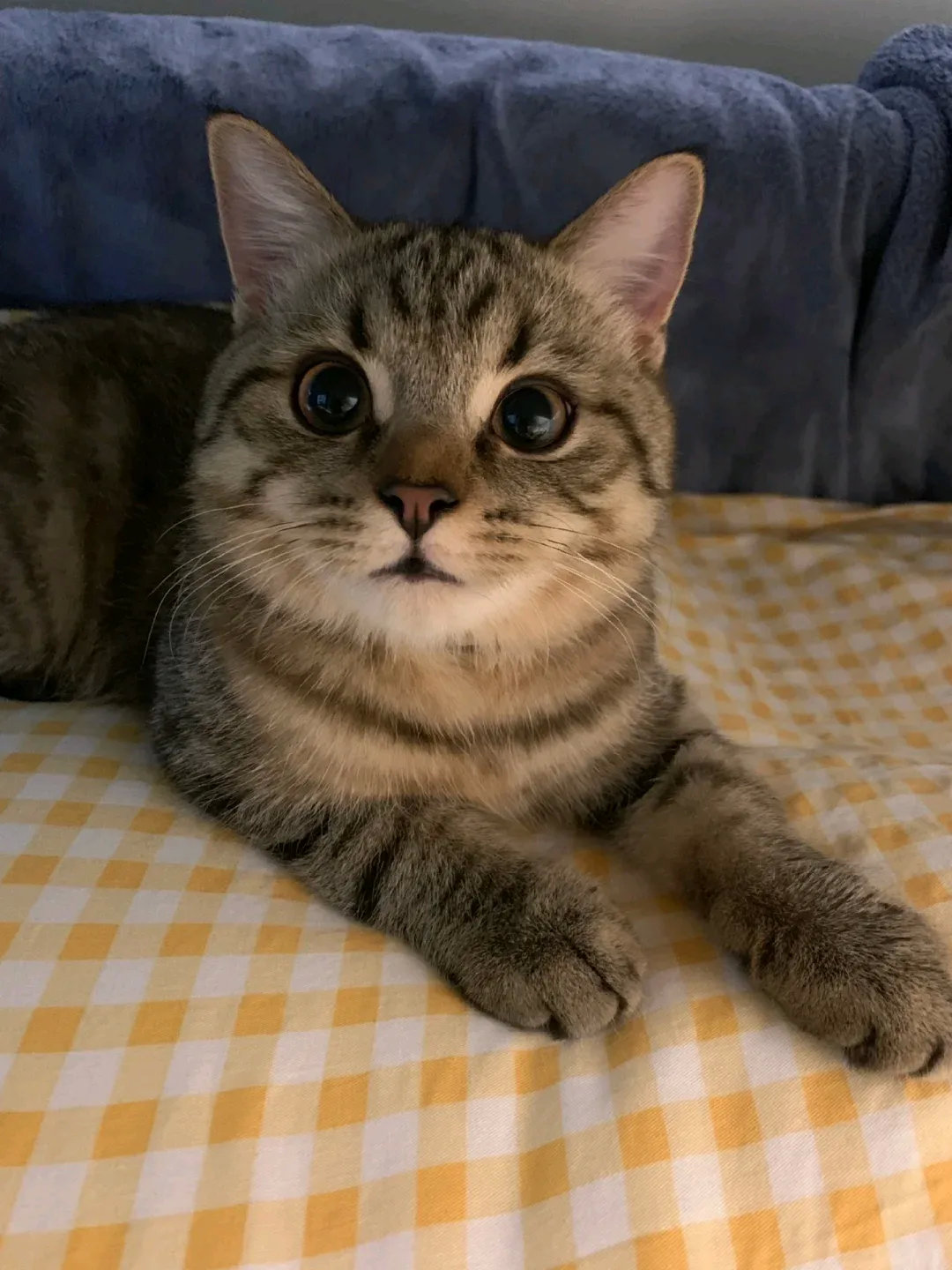 我妈说虎虎长的真俊。要是放人里面可以去演电影了😂我说妈妈，你怎么从来没有这么夸