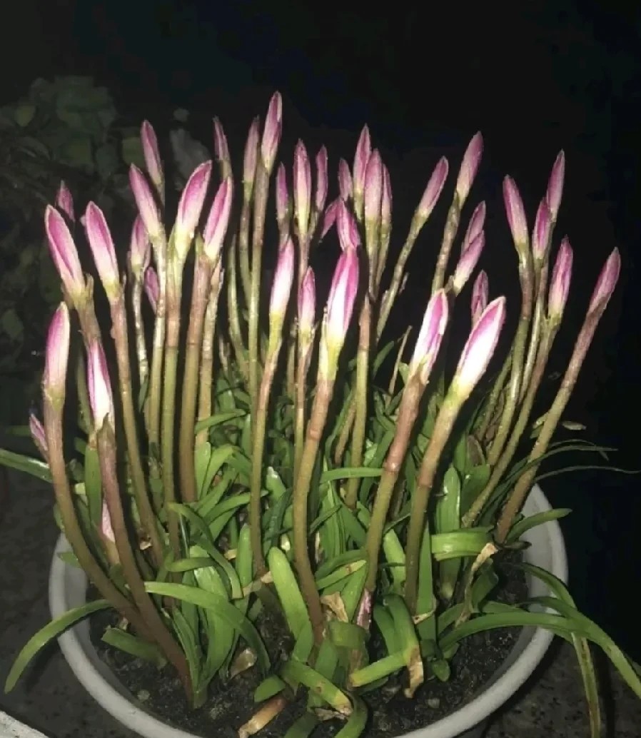 昨晚下楼扔垃圾，瞥见垃圾桶旁这盆植物，叶子有些发黄配着花苞，丢了怪可惜，就顺手捡