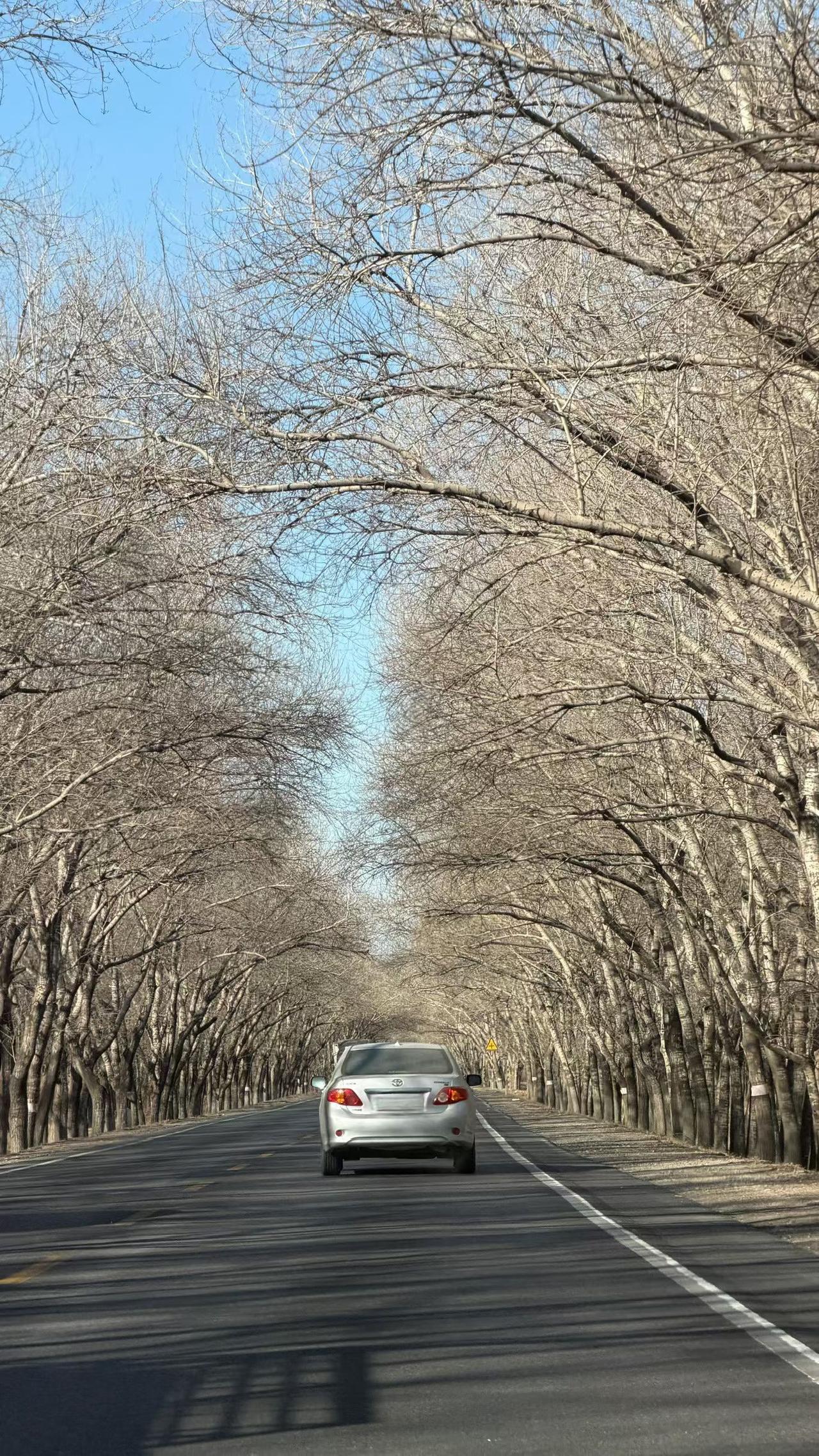 秋日林荫道，静谧车影行。