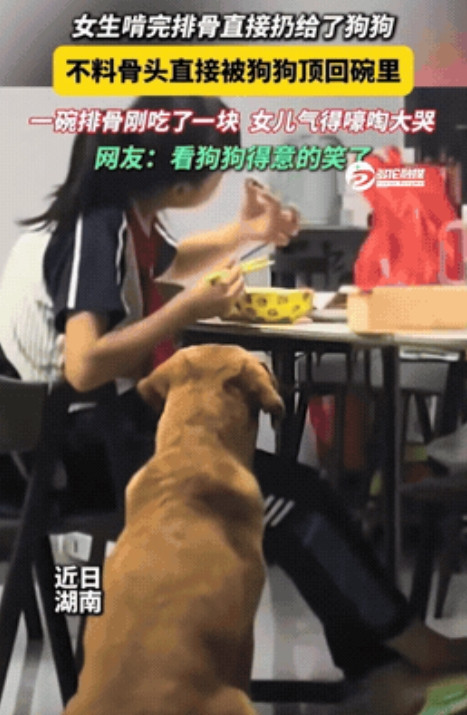 成精了？”湖南一小女孩啃完排骨上的肉，随手就将骨头丢给了在地下馋的口水直流的小狗