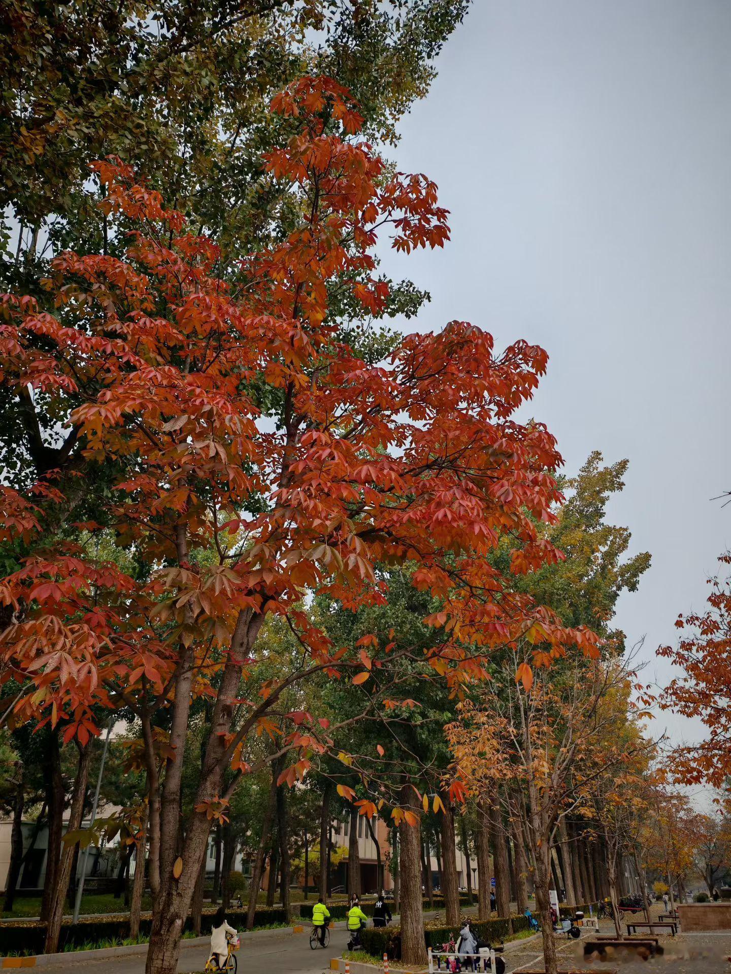 这就是北京的秋天吗，太美了吧！​​​