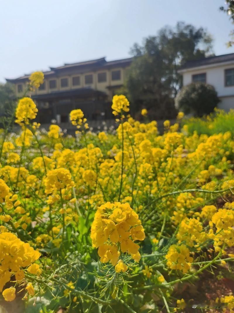 农民种地不挣钱为啥还种地国家相关法律明确规定：”连续撂荒2年以上，基本农田可能被