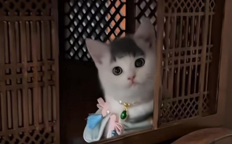 刷到一只小猫瞬间被惊艳到。齐刘海，圆溜溜的大眼睛，配上一身古风衣裙，隔着木窗探
