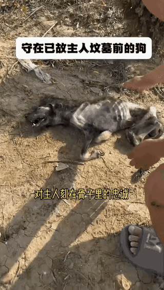 泪目了！一位小哥哥经常救助收养流浪狗流浪猫，这天有人告诉他有一只忠诚的狗狗一直守