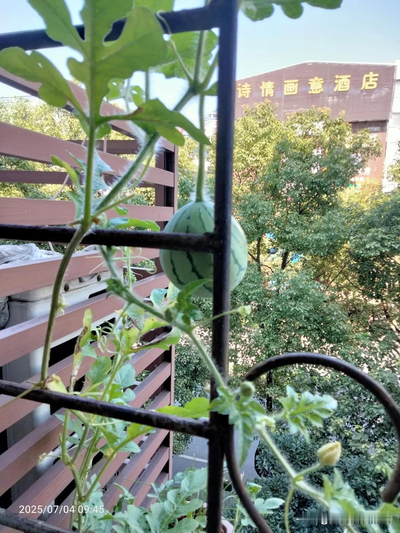 阳台上的小确幸：西瓜与绿植的夏日时光，每天都要看几次，我种植的小西瓜，心情美美哒