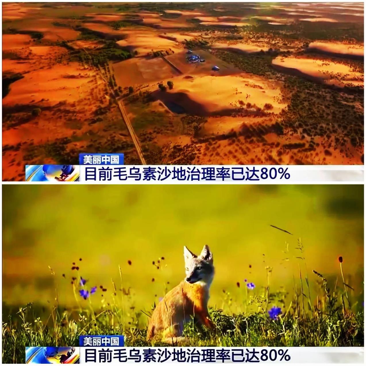 治沙中国奇迹：毛乌素沙漠变绿洲！央视报道，我国治沙队伍花费20余年时间，已经将