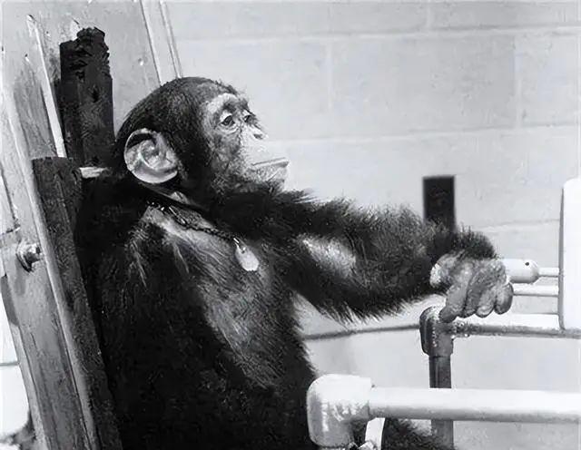 1961年，美国把一只猩猩送上了太空，虽然它活着回来了，但是科学家吃惊地发现，它