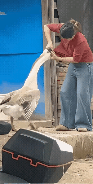 这只大鹅一定是想做最后的挣扎……一只大鹅趁男主人不在家，居然敢攻击家里的女主