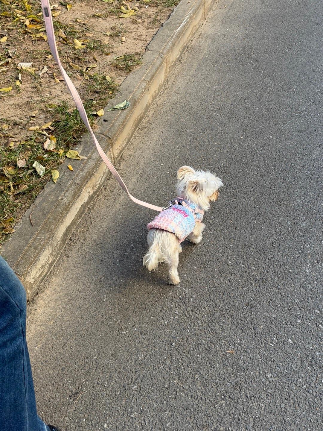 带小狗去拿它的圣诞战袍我的勃肯战靴简直出门太方便了