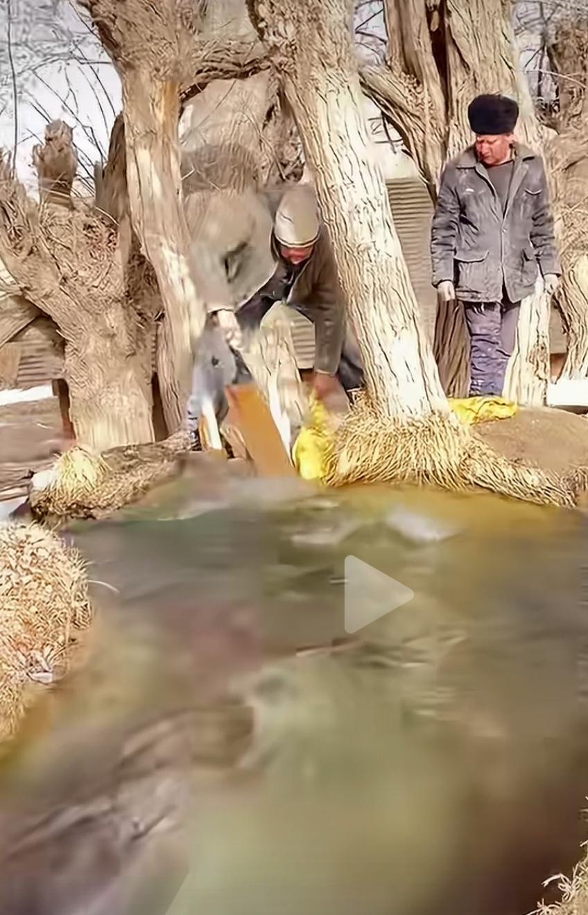 网友拍的新疆的田园生活，真是让人大惊失色。印象中，新疆应该是遍布着狂沙才对。人们