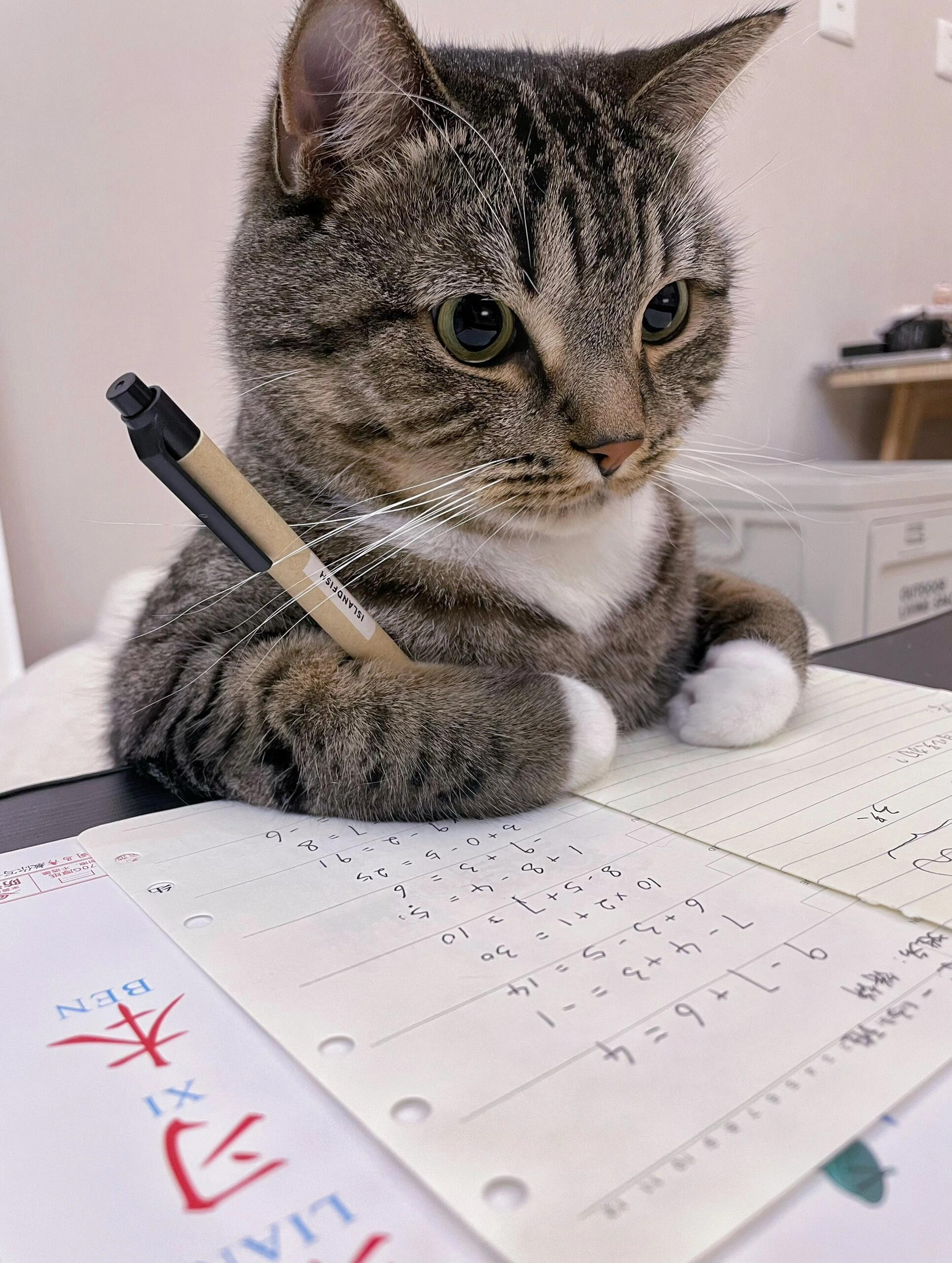 假期上来脑袋空空的的猫猫