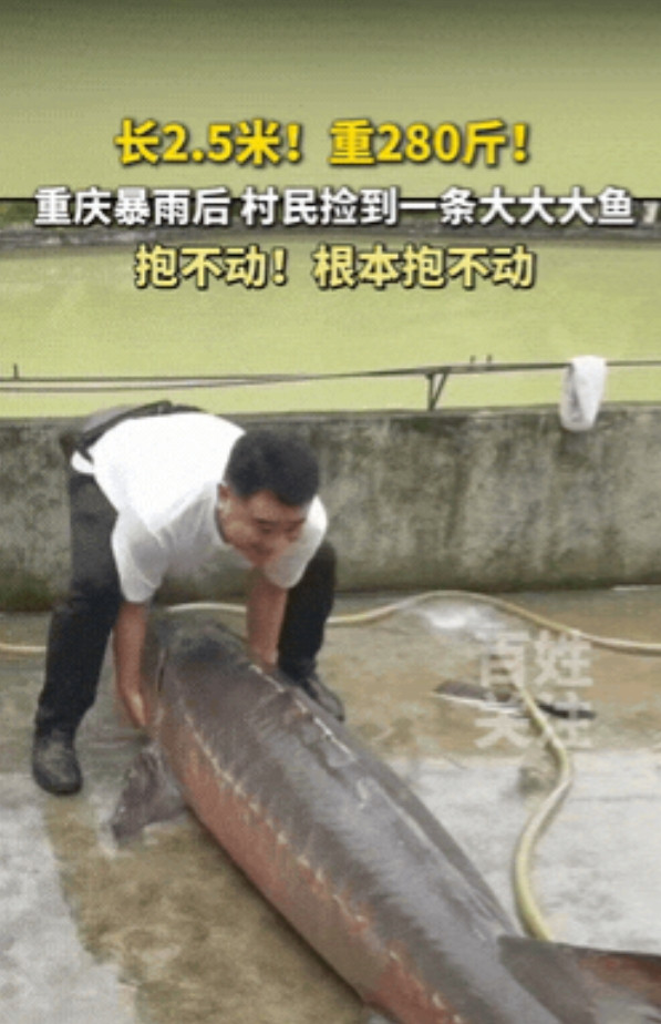 “太刑了！”重庆，一场暴雨过后，村民竟然捡到“从天而降”的大鱼，2.5米长，足足