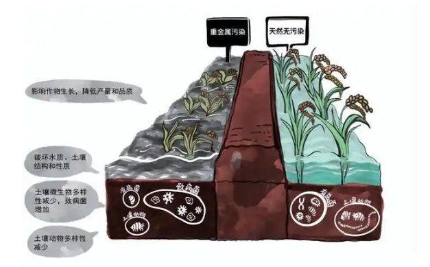 重金属污染的危害及其预防