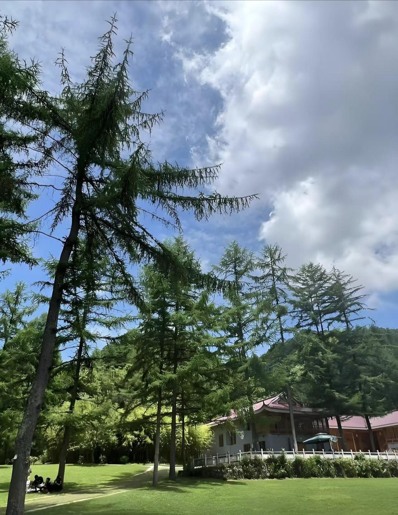 今年曾家山的避暑行情，凉的不止天气，更是所有民宿商家的心。曾经盛夏一房难求、游客