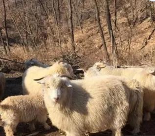 1969年，北京一名女知青被公羊顶倒。她从地上爬起来，拍打身上的泥土，那只羊又退