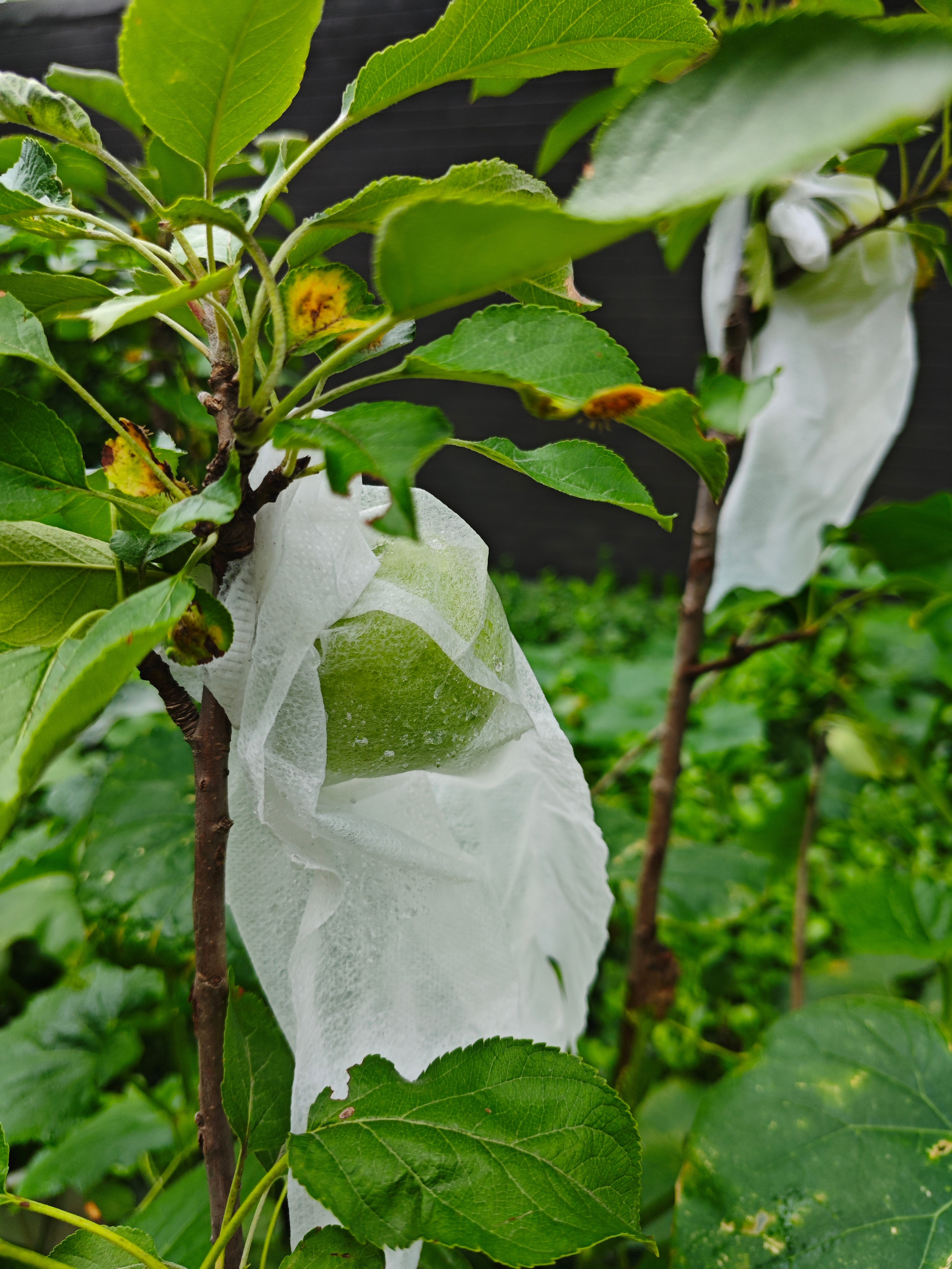 前两天下大雨，还给小苹果穿上了衣服。这个苹果一定印好。（石榴家没给穿，光着）