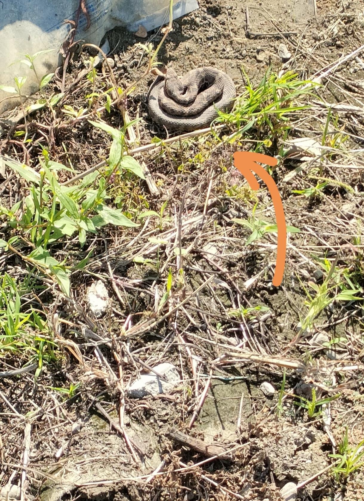 平时看着特别凶的蛇，一到冬天冬眠，就弱到任人欺负，连老鼠都能随便啃它，完全是拿命