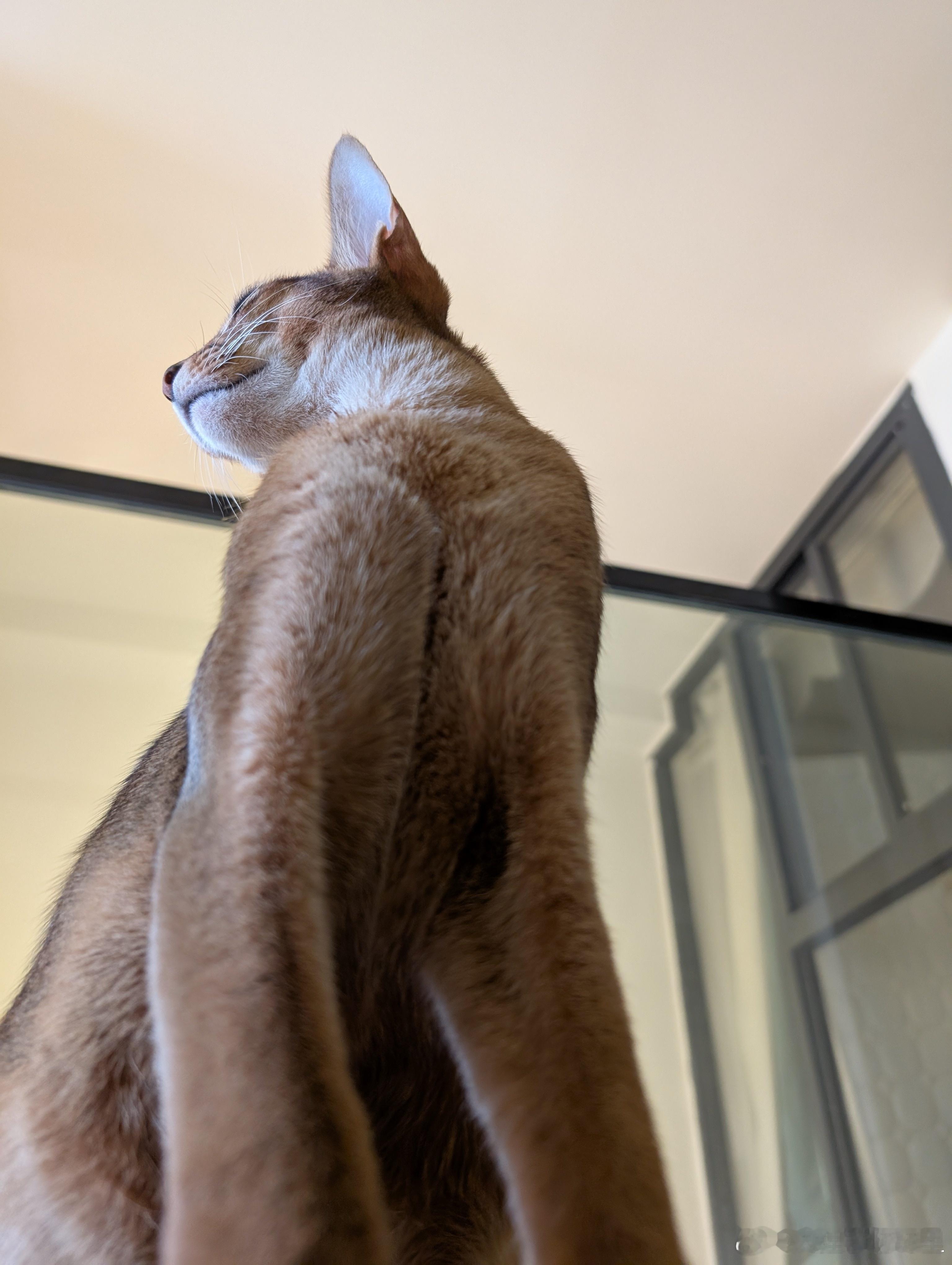 🐱：人，膜拜我…​​​