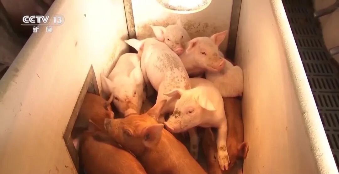 进入过度下跌预警区间, 最近猪肉价格怎么了?