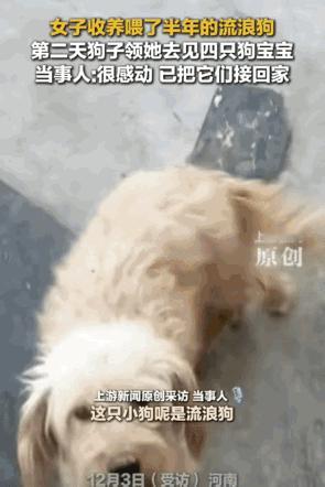 “万物皆有灵！”河南，女子对怀孕的流浪狗说:“你生完小狗，能不能给我送一只过来