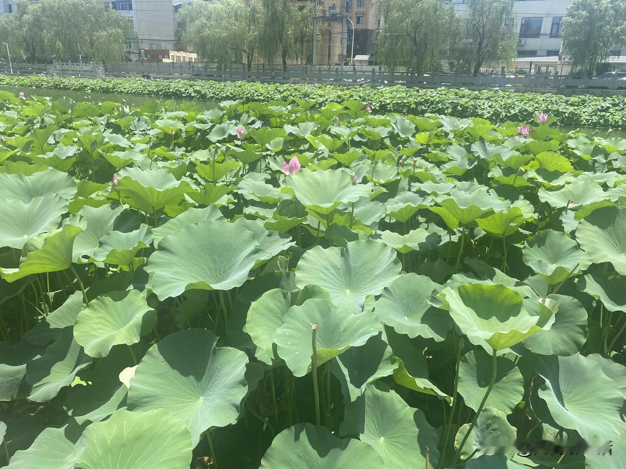 给所有没儿子的家庭忠告：宁肯老两口孤独养老，也别留女儿招上门女婿。说实话，在很