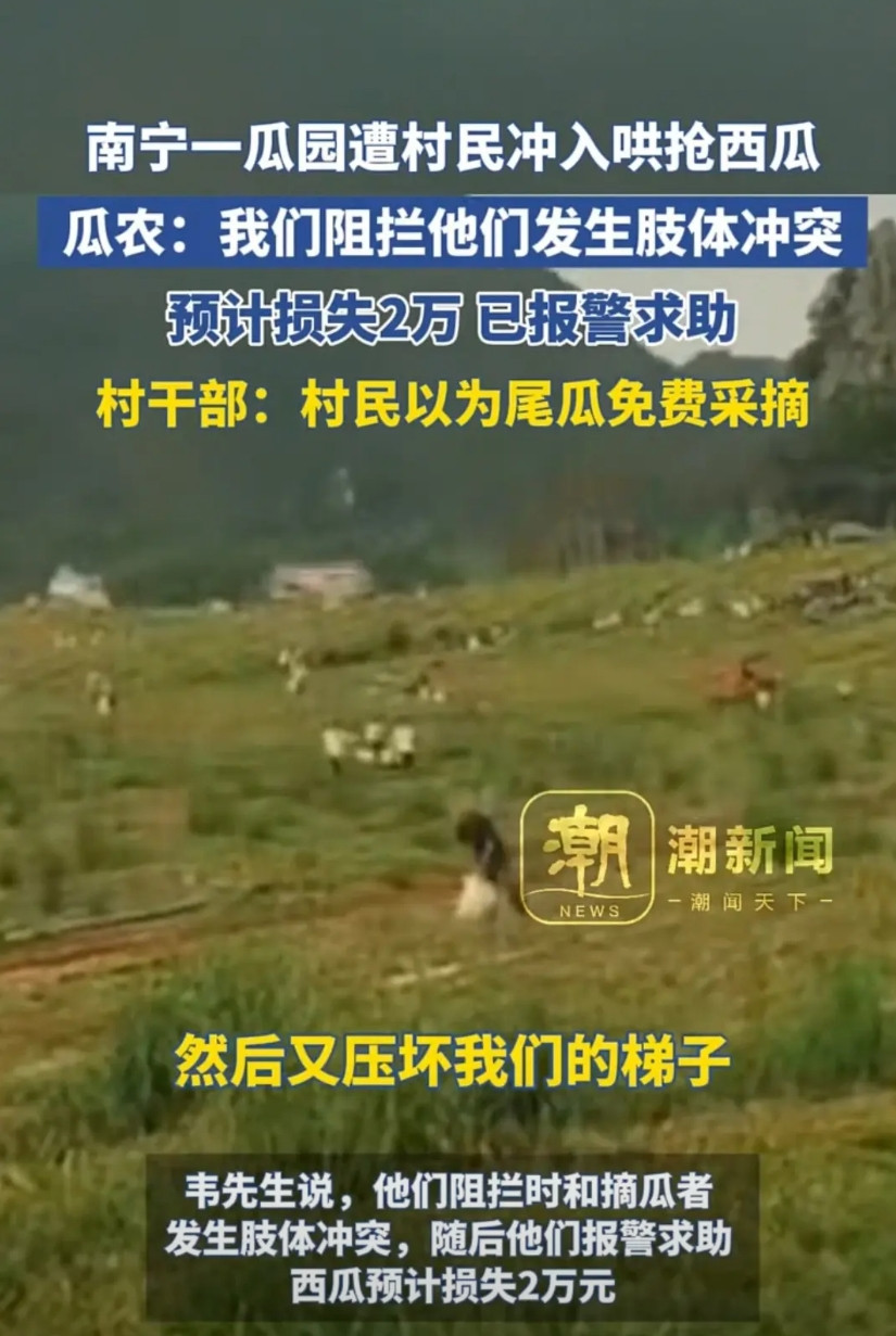 一辆辆汽车轰鸣着冲进280亩瓜田，村民疯狂哄抢剩余西瓜！南宁，男子种植的西瓜首批