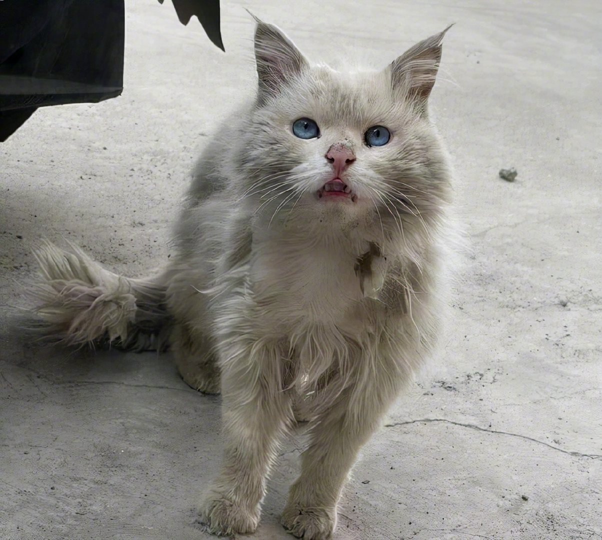 【遇到一只流浪田园猫，看清模样后却愣住了：这颜值也太顶了吧】在今年四月份的时候，