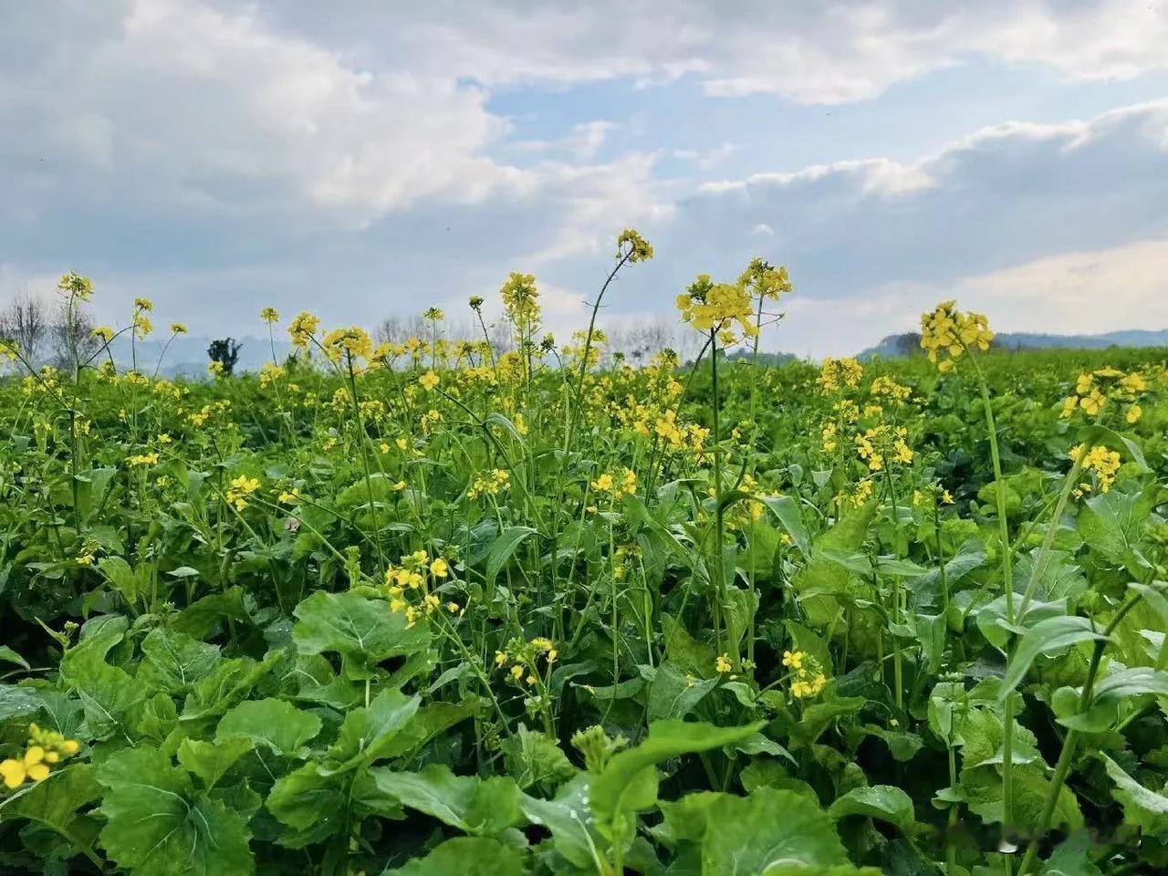 重庆踏青赏花好去处，广阳岛的油菜花开了！春和景明，南岸广阳岛的油菜花已经陆续