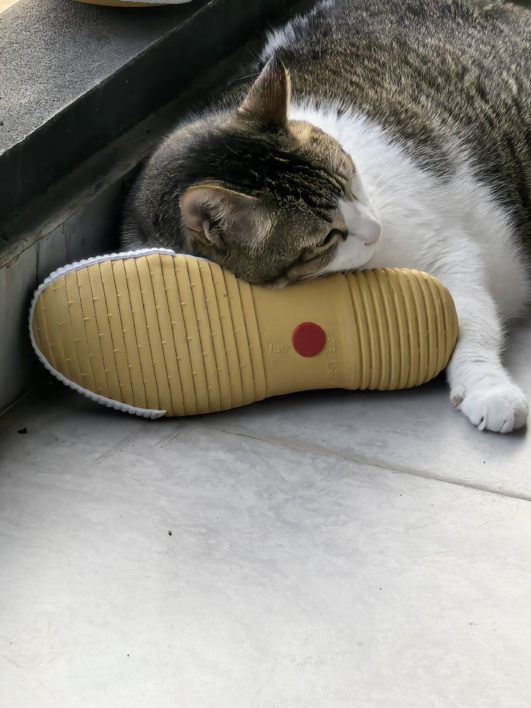 这猫是不能要了👋​​​