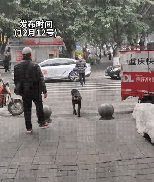 这么大的犬，就在街上溜达，它的脖子不仅没有绳子，而且还看不到它的主人。它的迎面