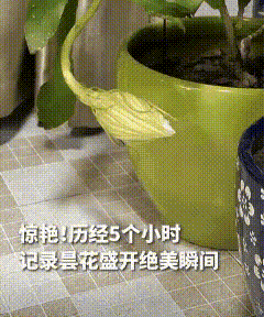 太惊喜了！江苏南京，李女士刚洗漱完准备睡下时，眼角余光就忽然扫到阳台那边有动静