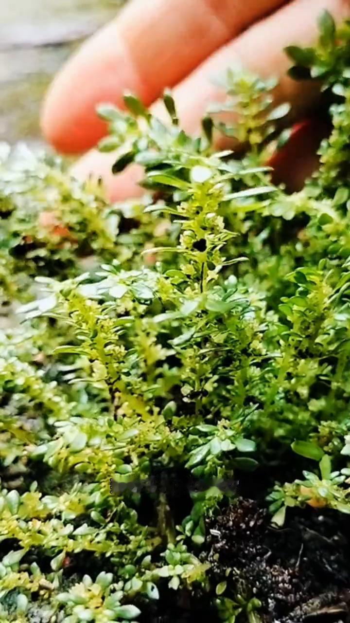 请注意看，如果你在农村里遇到这种植物，那你千万别小瞧它。别看它长得不起眼，它可是