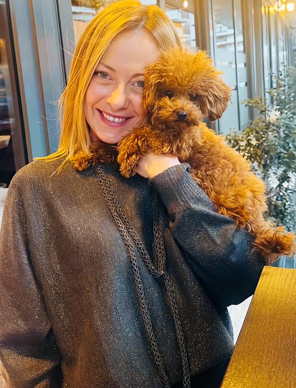 梅洛尼看起来是不是很喜欢宠物狗啊？梅洛尼看起来很开心啊！梅洛尼在满脸笑容的衬