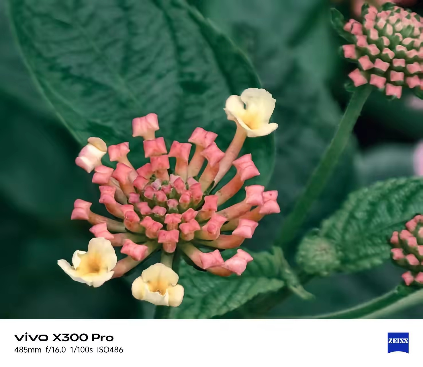 2026第一天，迎接新生吧！vivoX300Pro拍的马缨丹（五色梅）特写