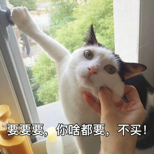 表情包猫咪表情包