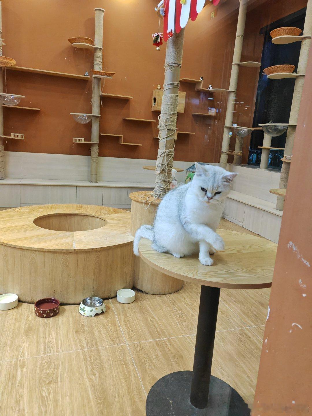 猫咪咖啡馆。