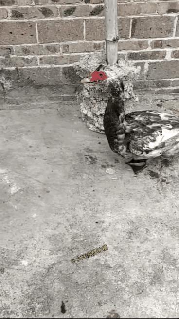 猫咪这次你的脸丢大了，被鸭子给教训了。这鸭子的战斗力还真是强呀。