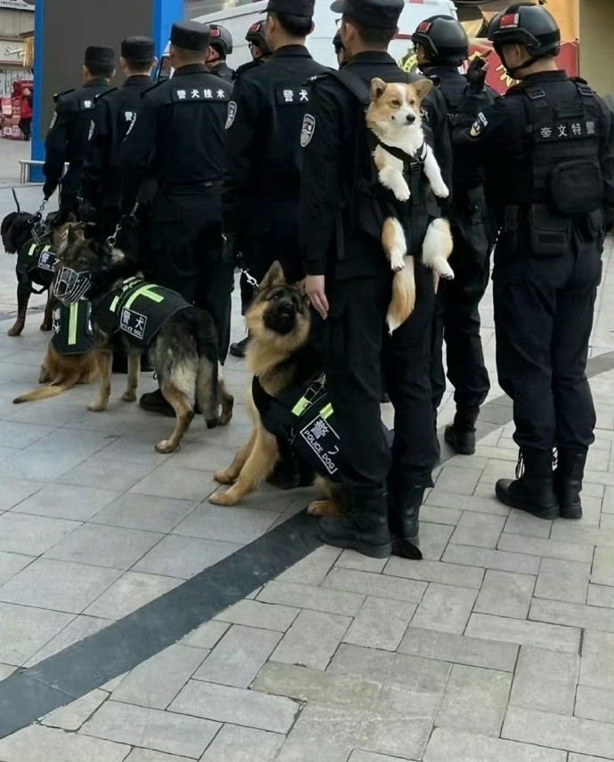 你好，你夹到我的尾巴了🥺​​​​