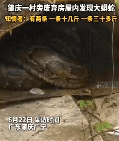 太吓人了！广东肇庆，女子出门闲逛，发现一废弃屋内有动静，她以为是野猫，结