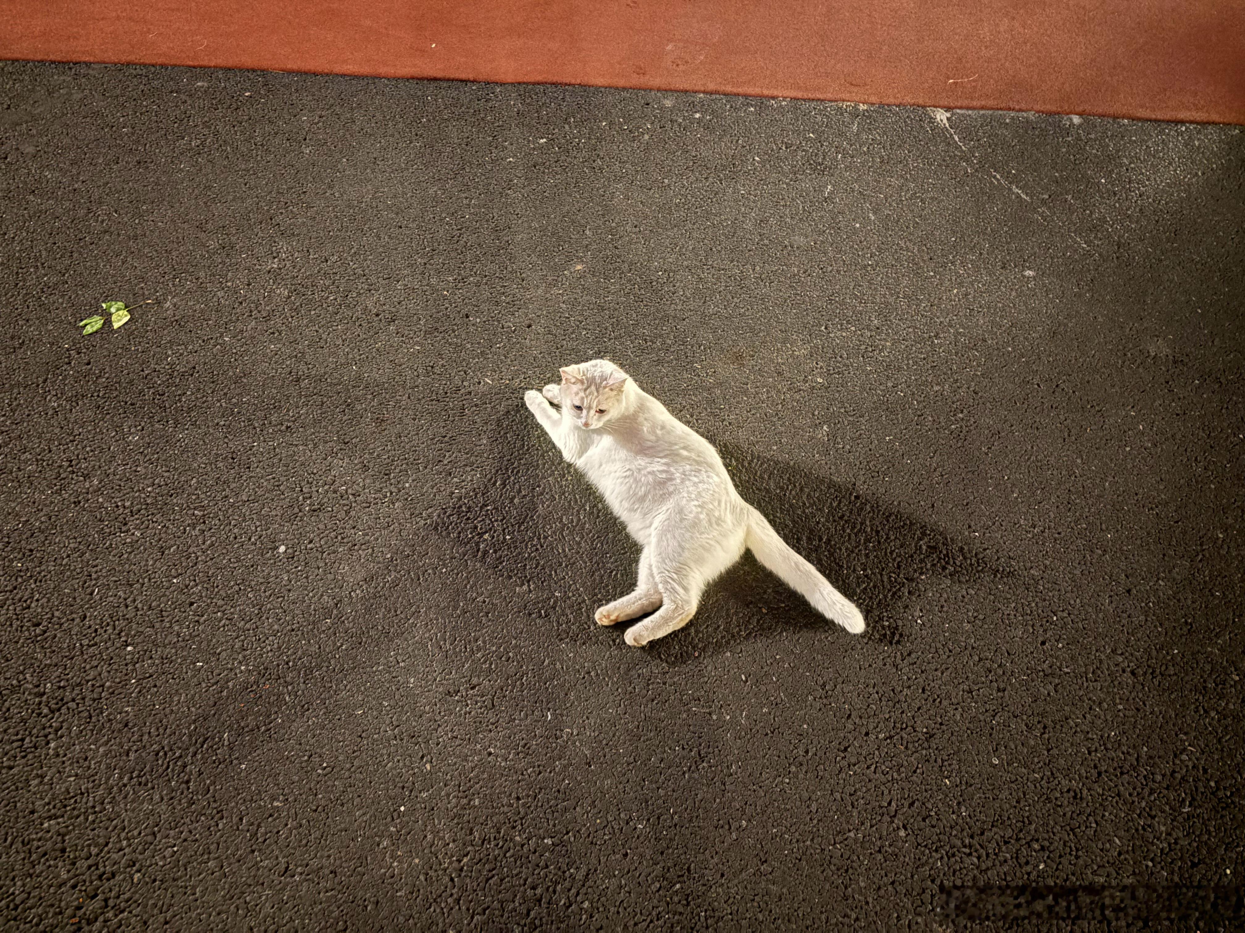 小区成了流浪猫🐱世界淡定的大白和丧彪，奶牛猫比较警惕，狸花猫就是猫界丧彪这个点