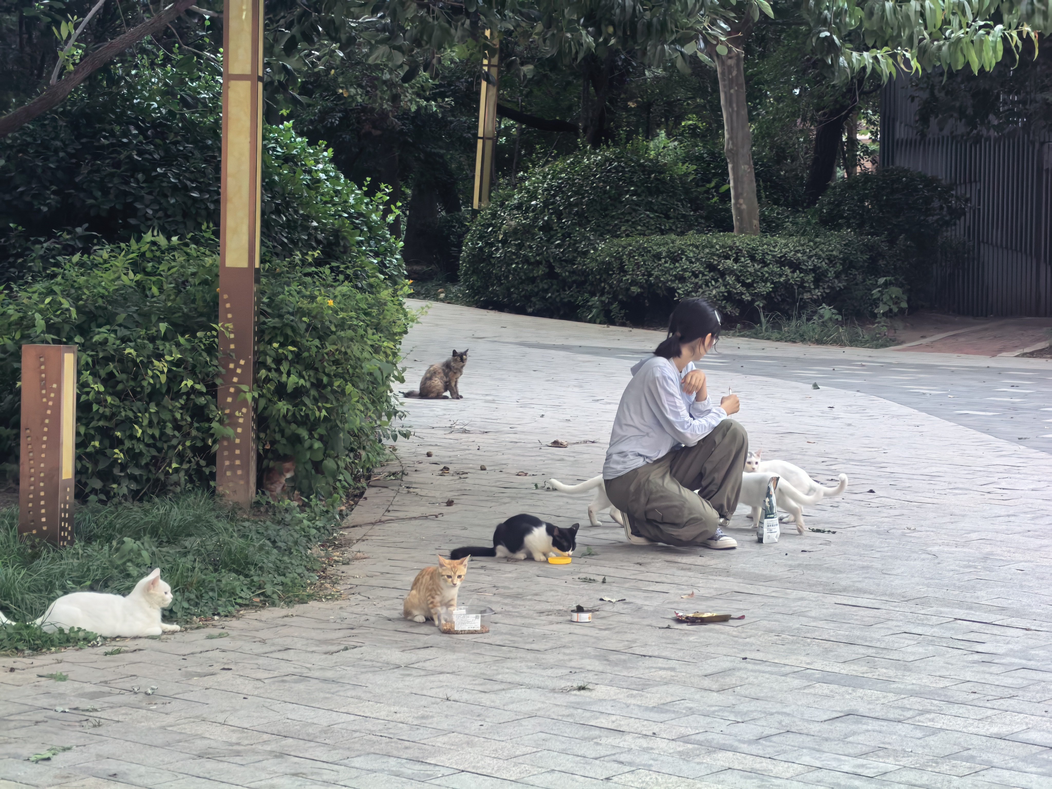 我们小区就有几个年轻女孩天天喂小区里的流浪猫，结果流浪猫队伍快速壮大，已经十几只