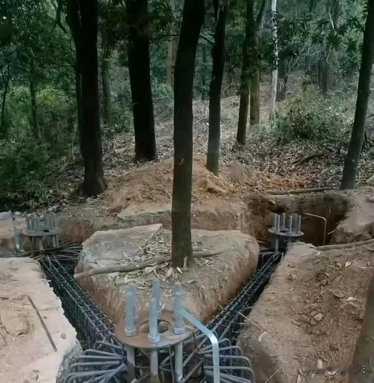 没看明白，这棵树是怎么了？