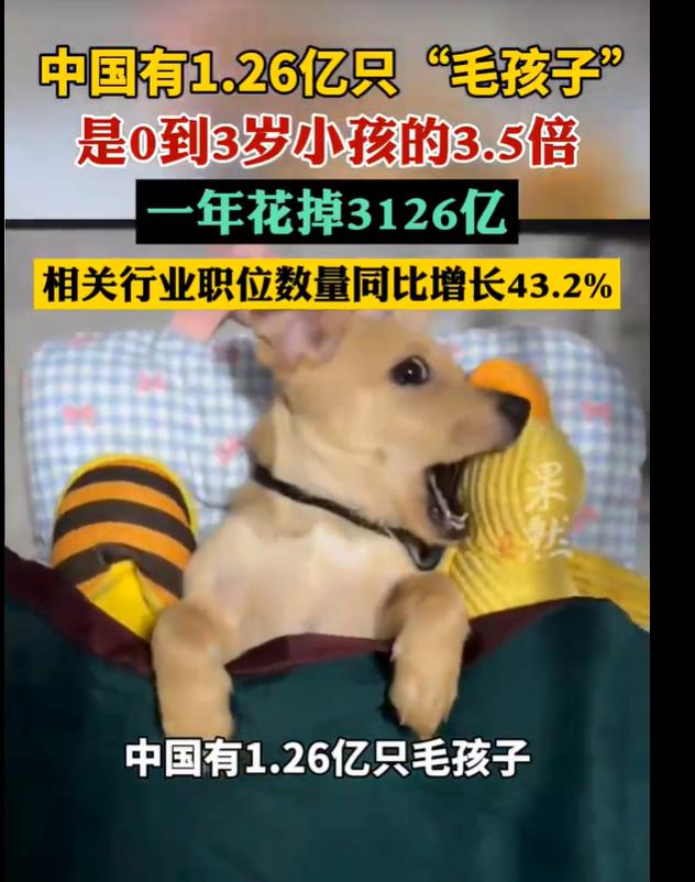 养宠物该收宠物税了！最新数据统计，咱们国家现在有1.26亿只"毛孩子"，宠物